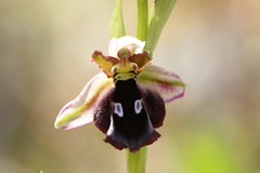 Ophrys reinholdii