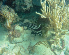 Eques punctatus