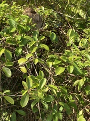 Handroanthus chrysanthus