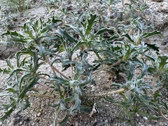 Loeseliastrum schottii