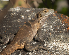 Ctenosaura hemilopha