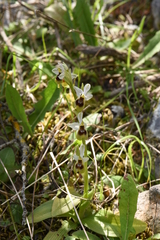 Ophrys tenthredinifera