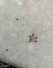 Technomyrmex albipes