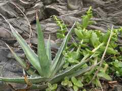 Agave funkiana