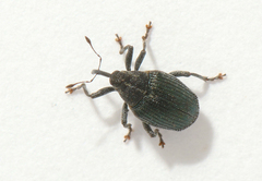 Ceutorhynchus sulcicollis