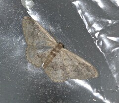 Idaea halmaea