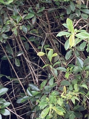 Psidium cattleyanum