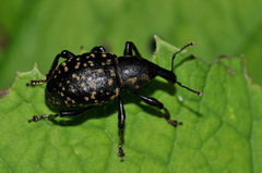 Liparus germanus