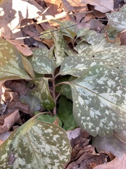 Pachysandra procumbens