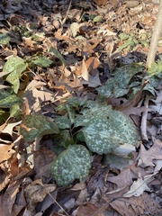 Pachysandra procumbens