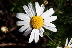 Argyranthemum