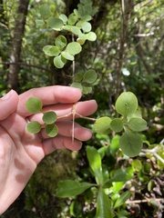 Coprosma foetidissima