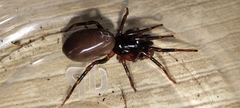 Dysderidae