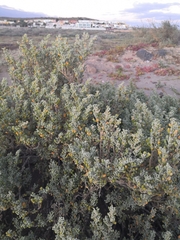 Tetraena fontanesii