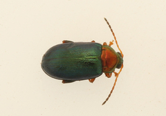 Crepidodera nitidula