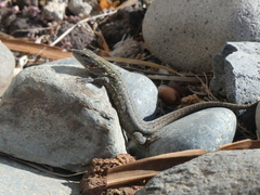 Gallotia stehlini