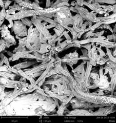 Phlebiopsis crassa