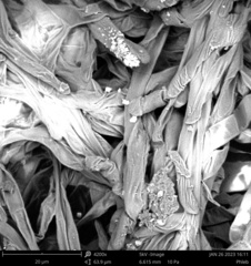 Phlebiopsis crassa