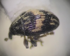 Nanophyes