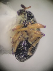 Nanophyes