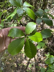 Pseudopanax colensoi