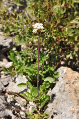 Valeriana italica