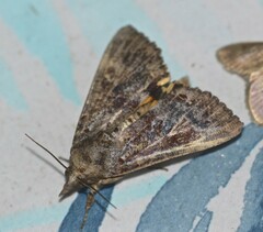 Hypocala deflorata