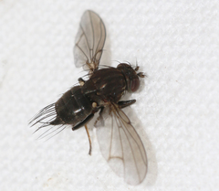 Dichaeta caudata