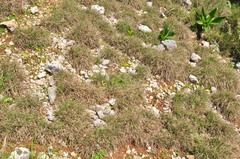 Andropogon distachyos