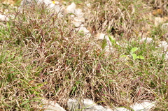 Andropogon distachyos