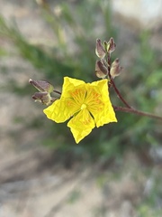 Crocanthemum scoparium