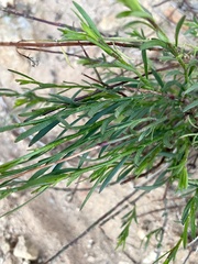 Crocanthemum scoparium