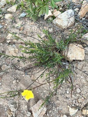 Crocanthemum scoparium