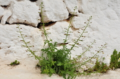 Scrophularia heterophylla