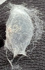 Araneus thaddeus