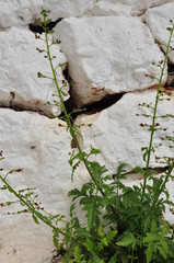 Scrophularia heterophylla