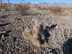 Opuntia polyacantha