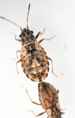 Nithecus jacobaeae