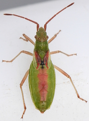 Myrmus miriformis