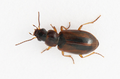 Dicheirotrichus placidus