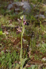 Ophrys reinholdii