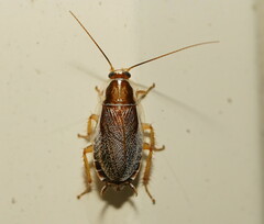 Pseudophyllodromiinae