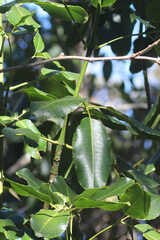 Cheirodendron trigynum