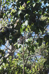 Cheirodendron trigynum