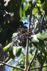 Cheirodendron trigynum