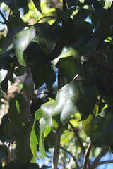 Cheirodendron trigynum