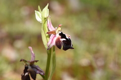Ophrys reinholdii