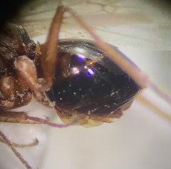 Cynipinae