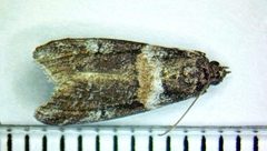 Acrobasis tricolorella