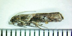 Acrobasis tricolorella